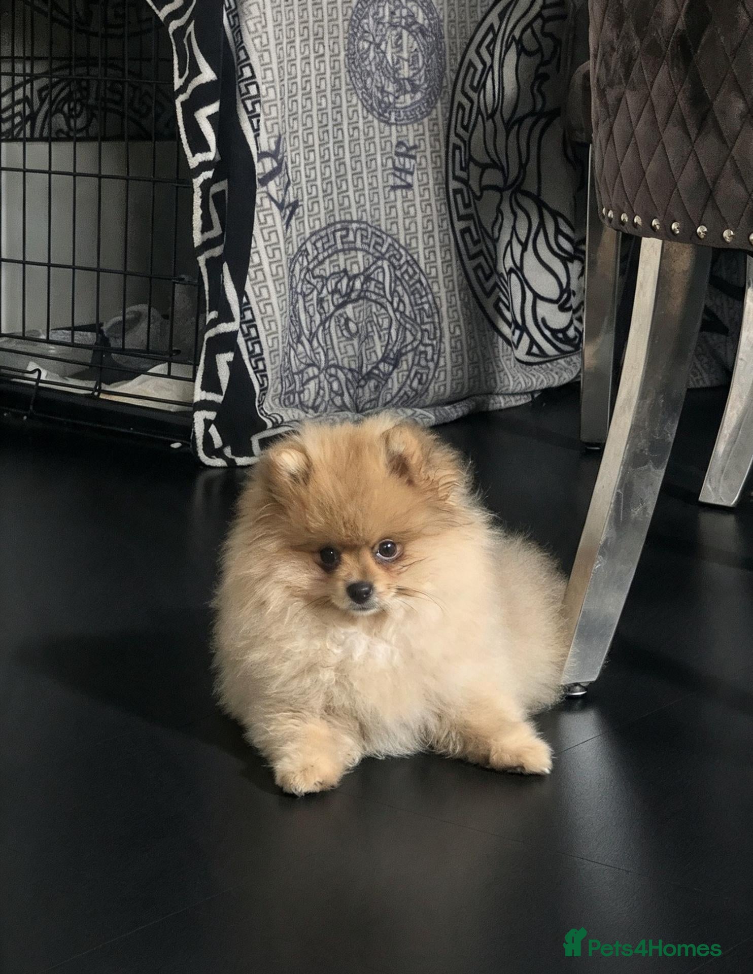 Pomeranian dogs  Pomeranian Teddy Face Russian  - Advert 21