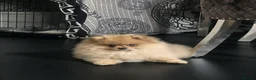 Pomeranian dogs for sale:  Pomeranian Teddy Face Russian  - Advert 1