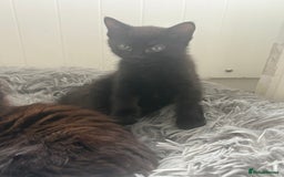British Shorthair cats for sale: Black girl kitten - Image 2