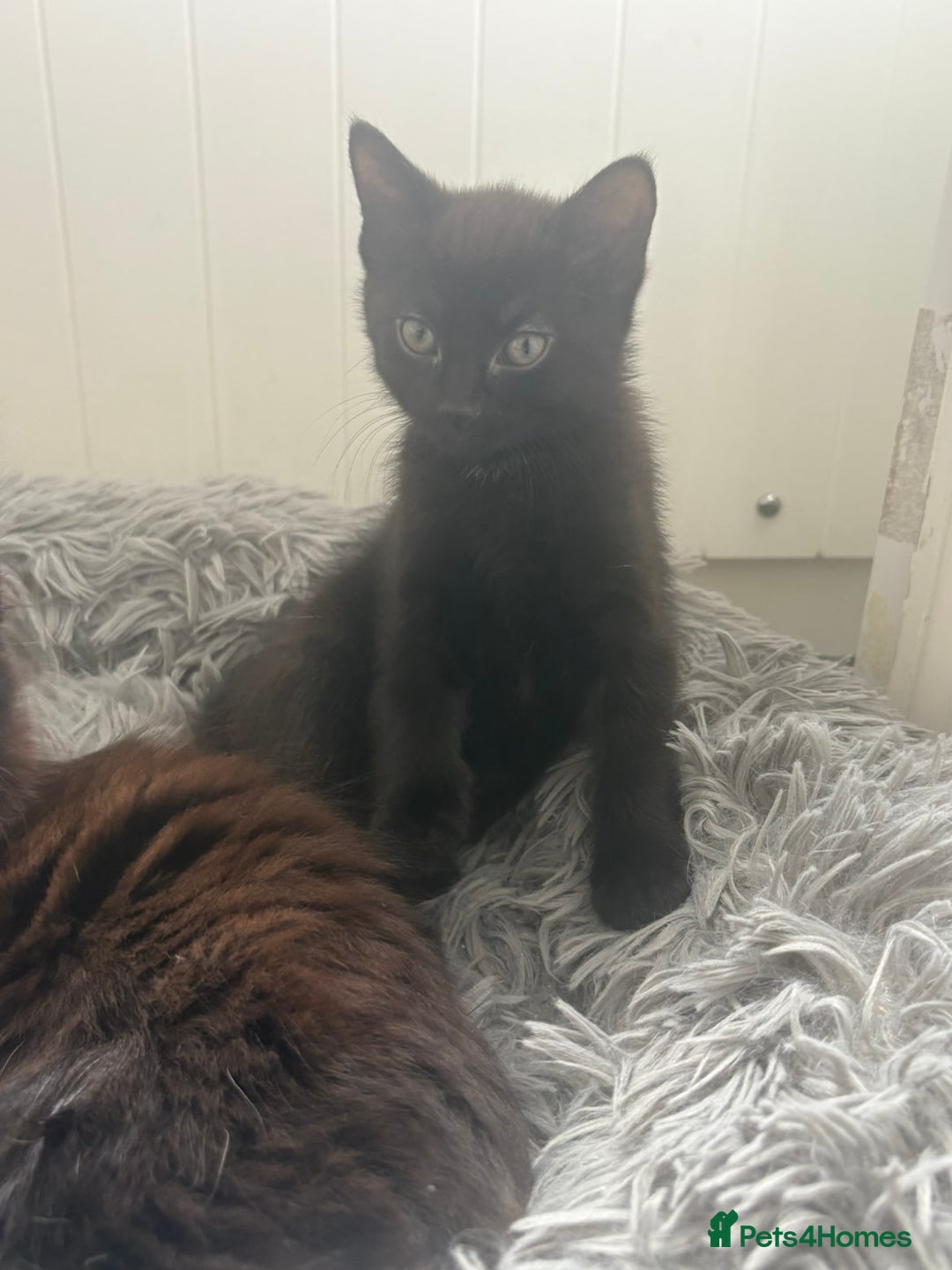 British Shorthair cats for sale: Black girl kitten - Image 2