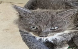 Mixed Breed cats for sale: 5 cute blue and blue&white long-haired kittens - Image 4