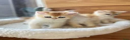 British Shorthair cats for sale: BSH Gold Chinchilla NY12 black tipped  - Advert 3