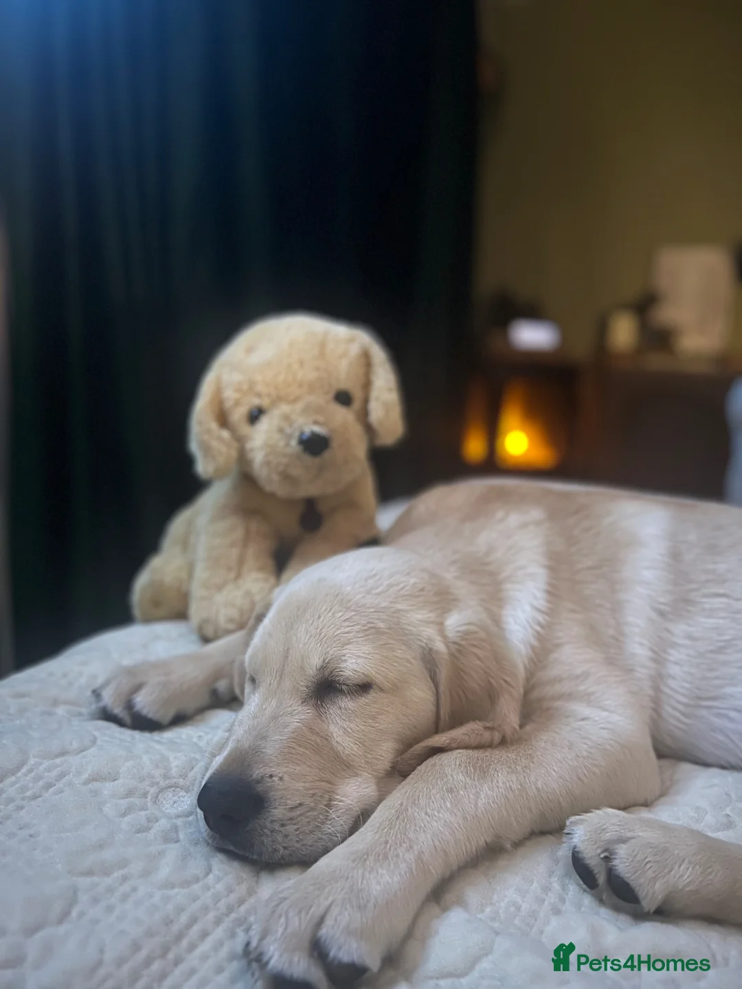 Goldador dogs for sale: Goldadors - Advert 1