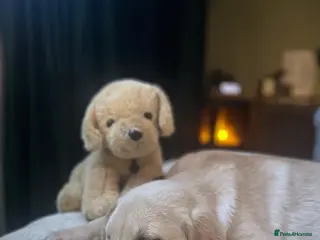 Goldador dogs Goldadors - Advert 5