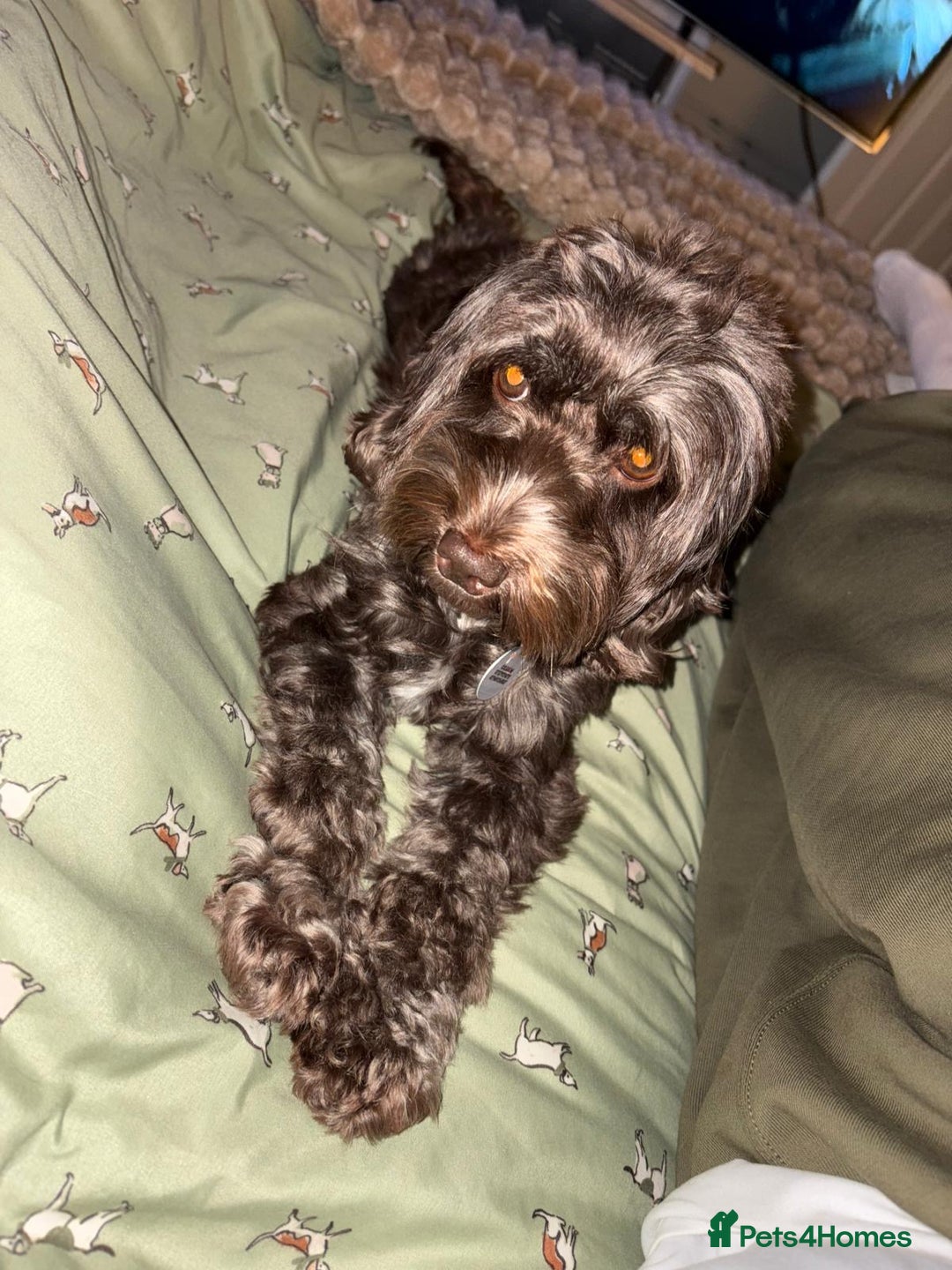 Cockapoo dogs for sale: STUNNING F2 cockapoo puppies for sale  - Advert 6