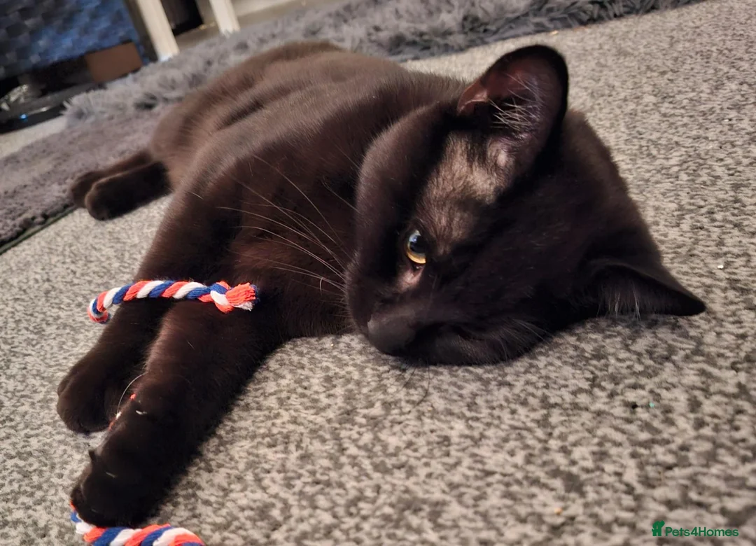 Mixed Breed cats for sale: Friendly young male cat looking for a loving home in Manchester - Advert 2