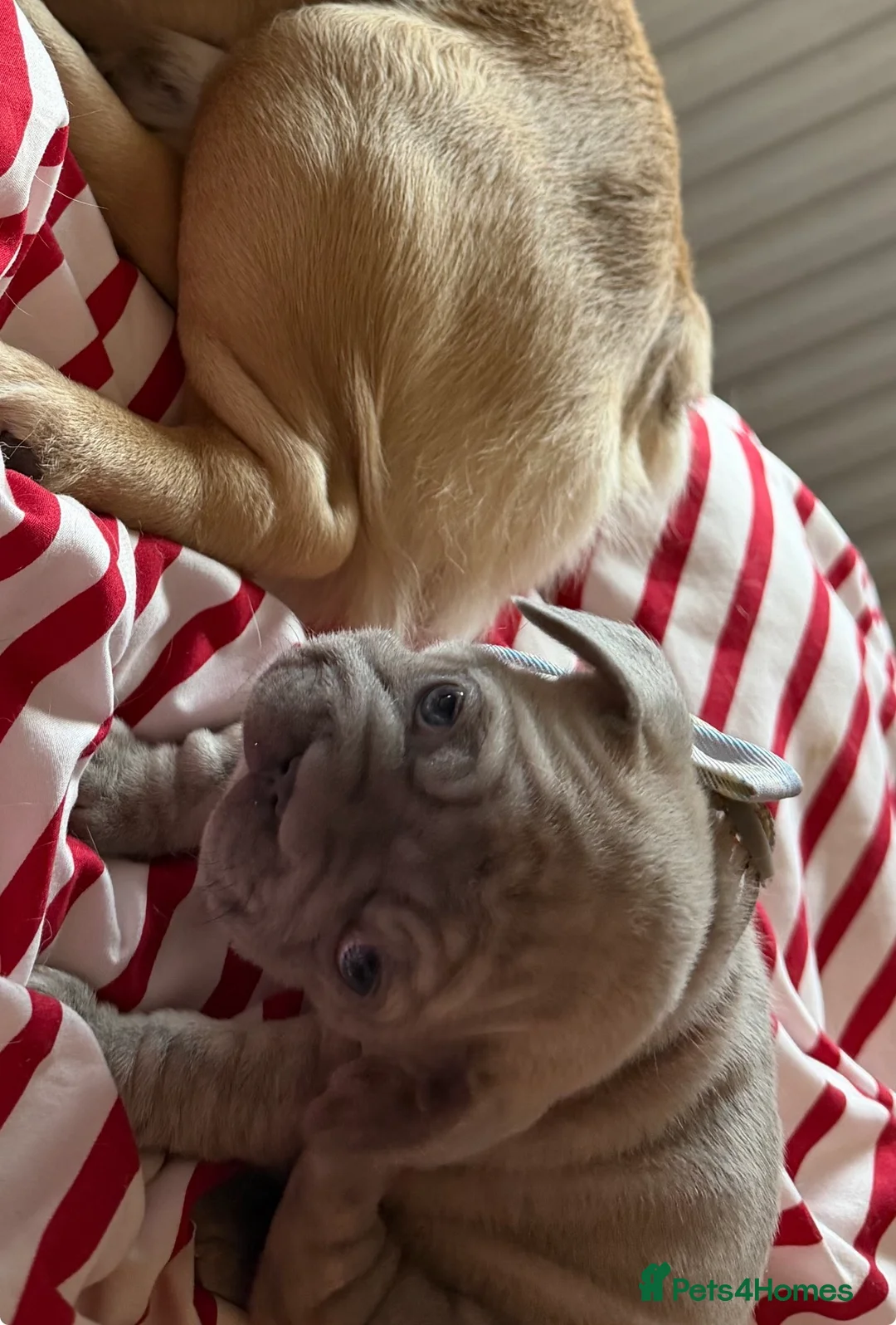 French Bulldog dogs for sale: Quality French Bulldog Puppies – Boys & Girls - Advert 2