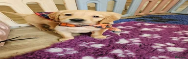Golden Retriever Puppy 2