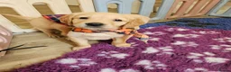 Golden Retriever dogs for sale: Ready Now! Stunning KC reg golden retriever pups - Advert 3
