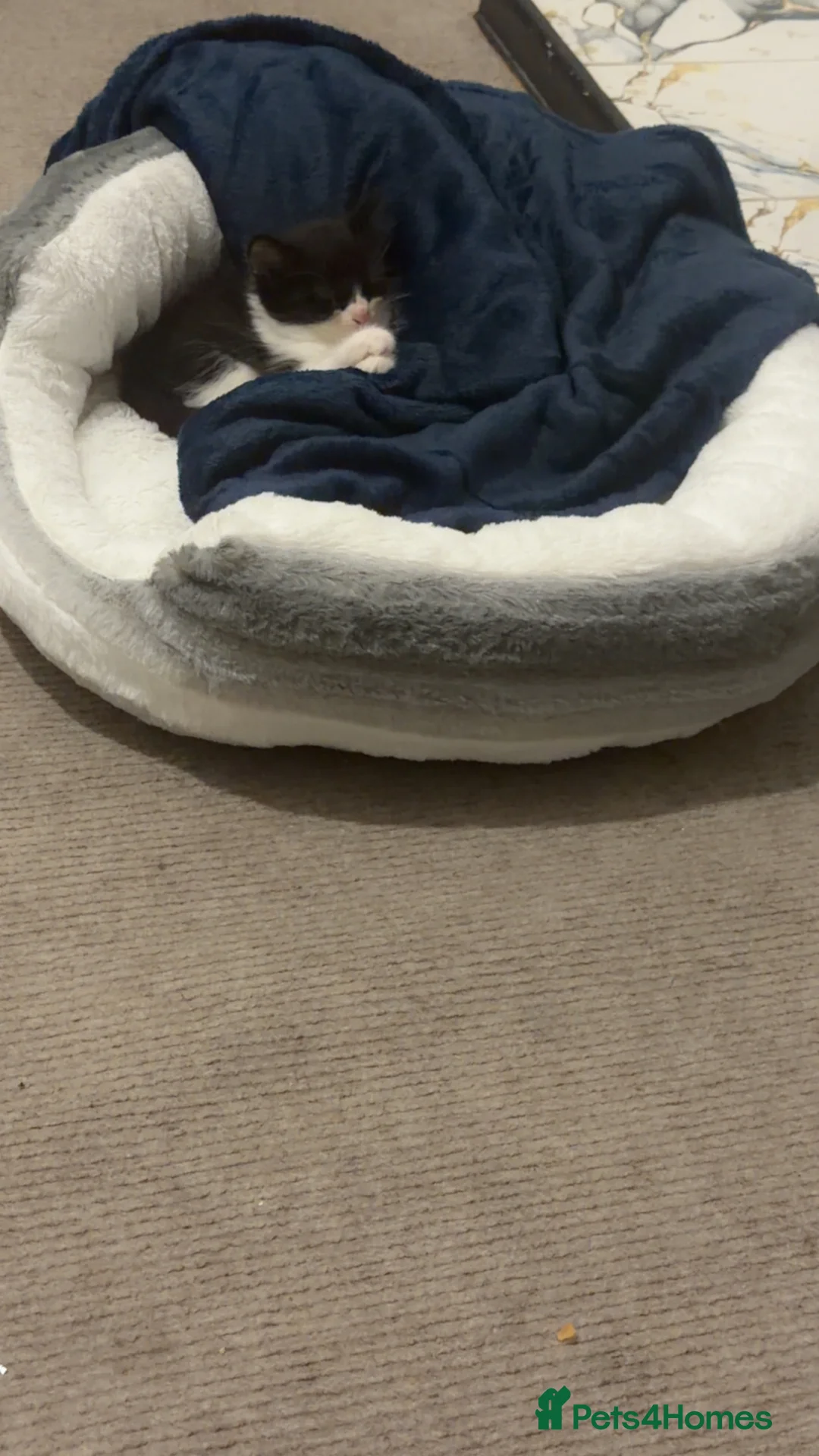 Domestic Shorthair cats for sale: Jojo  - Advert 1