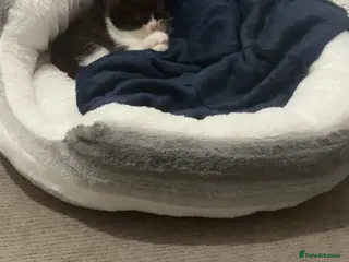 Domestic Shorthair cats Jojo - Advert 13