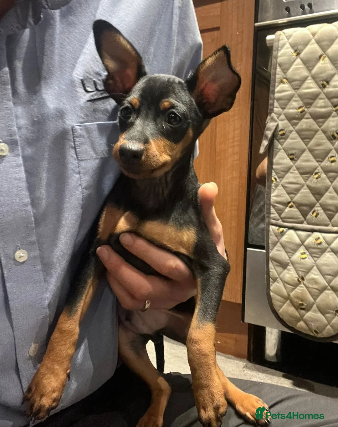 Miniature Pinscher dogs for sale: Miniature pinscher pups - Advert 3