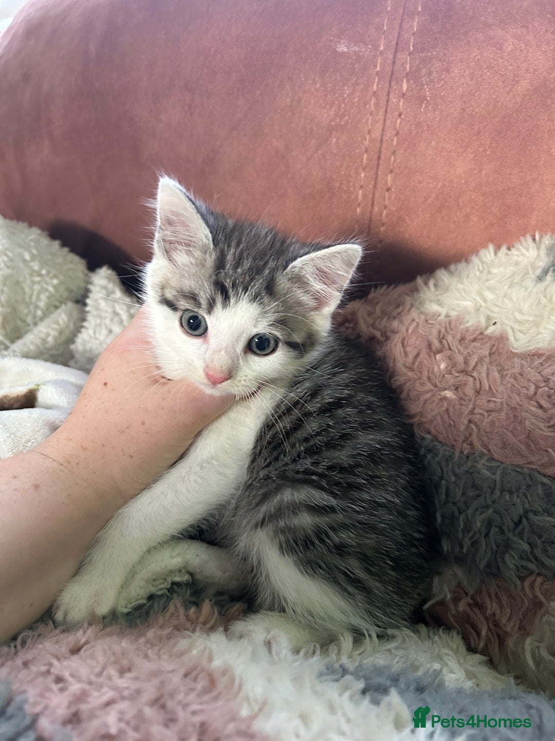 Mixed Breed cats for sale: 3 beautiful male kittens *READY NOW* - Image 5