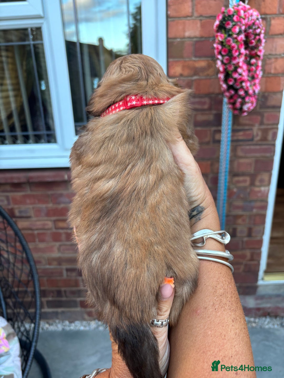 Shih Tzu dogs for sale: Shihtzu imperial  - Image 17