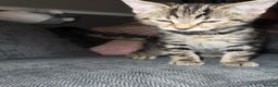 Mixed Breed cats for sale: 4 beautiful kittens ready for homes - Advert 9