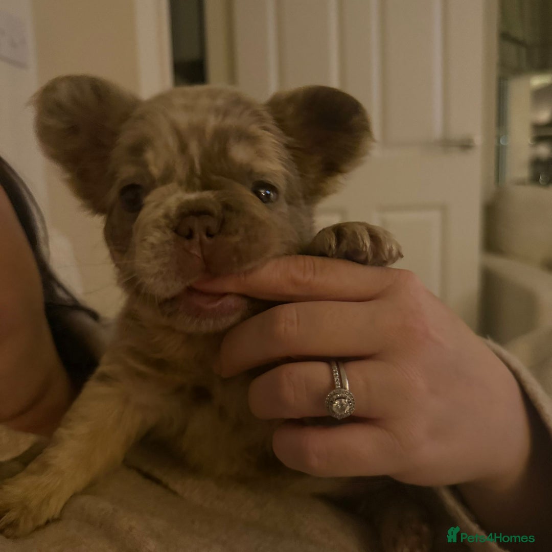 French Bulldog dogs for sale: Visual Full fluffy French Bulldog Puppy - Advert 3