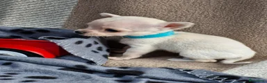 Chihuahua 1