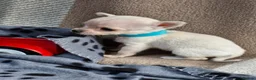 Chihuahua dogs for sale: Beautiful Tiny Chihuahua puppies  - Advert 15