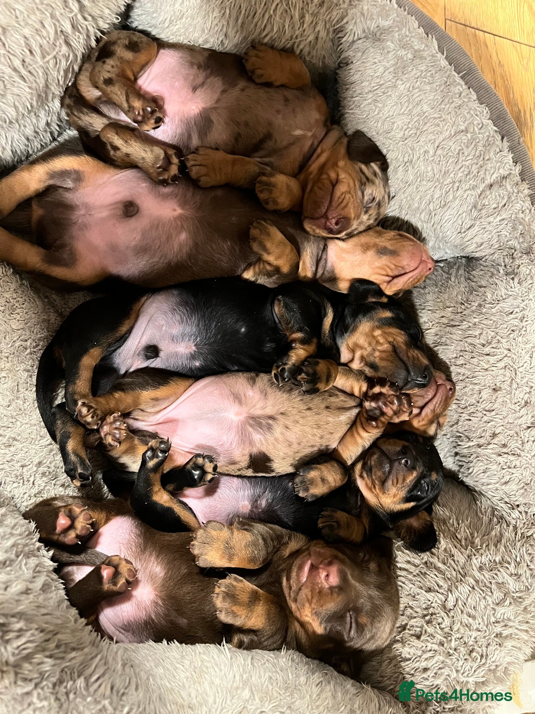 Miniature Dachshund dogs for sale: sweet mini dachshund babies - Advert 7