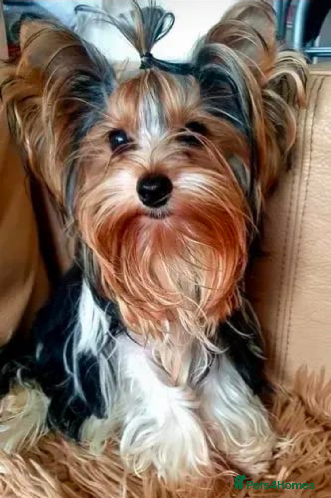 Yorkshire Terrier dogs for stud: Stunning Boy!  - Image 3