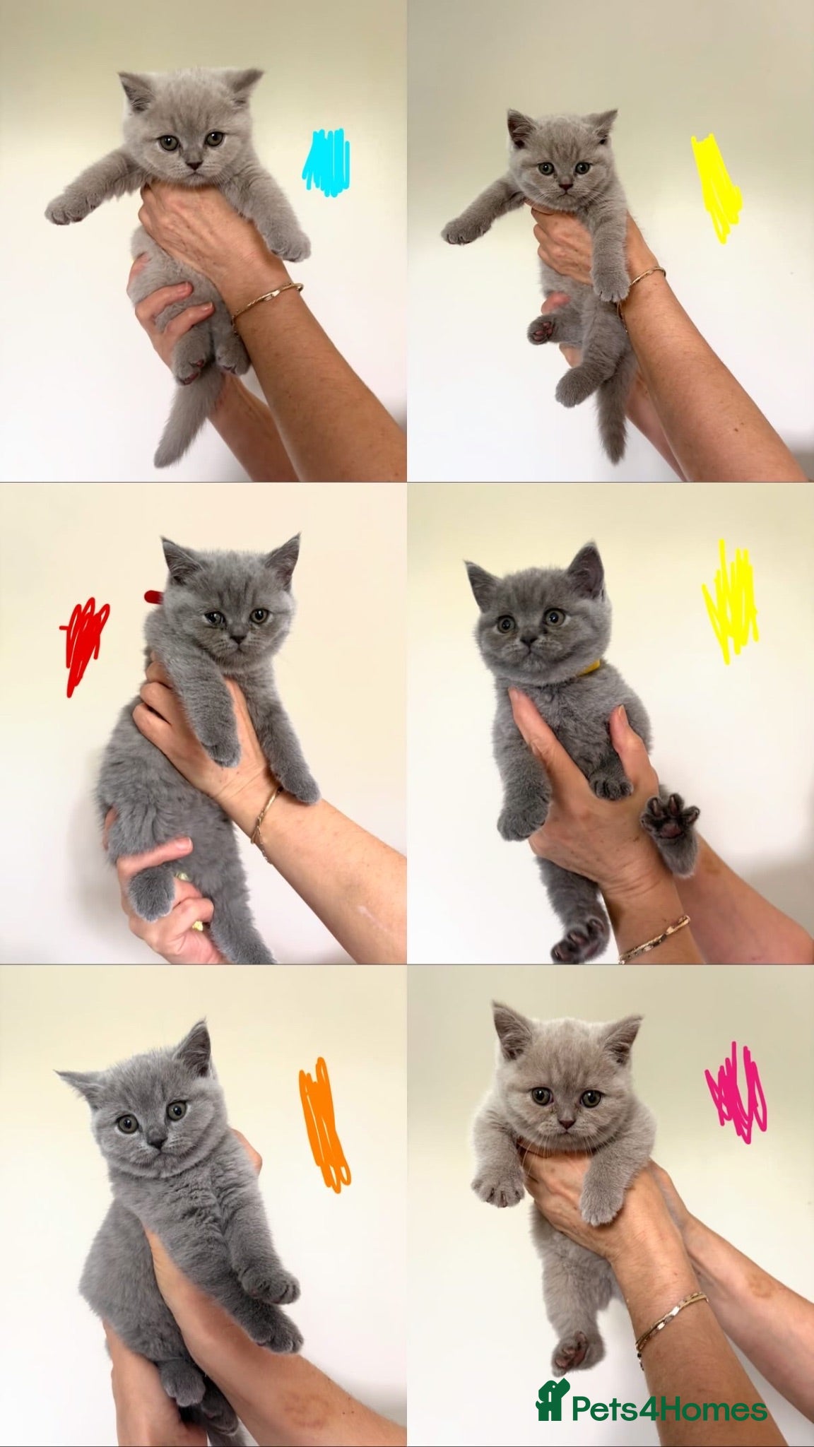 British Shorthair cats Real British Shorthair Kittens  - Advert 4