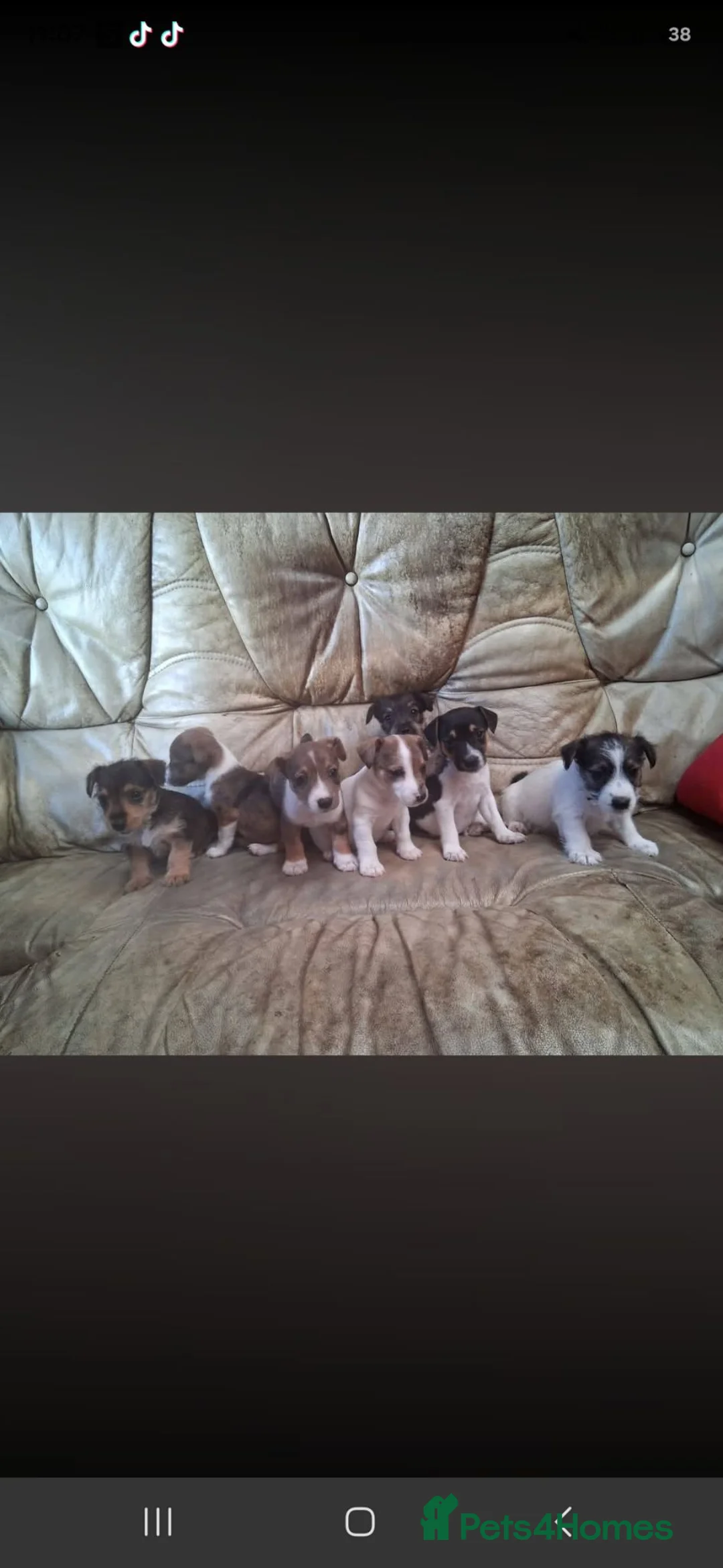 Jack Russell dogs for sale: Beautiful jack russels in Bury Saint Edmunds - Advert 1