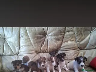 Jack Russell dogs Beautiful jack russels - Advert 1