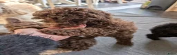 Labradoodle dogs for sale: 🐾Quality F1BB Mini Labradoodle Pups🐾  - Advert 3