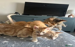 Mixed Breed cats for sale: Stunning Bengal Kittens - Advert 5