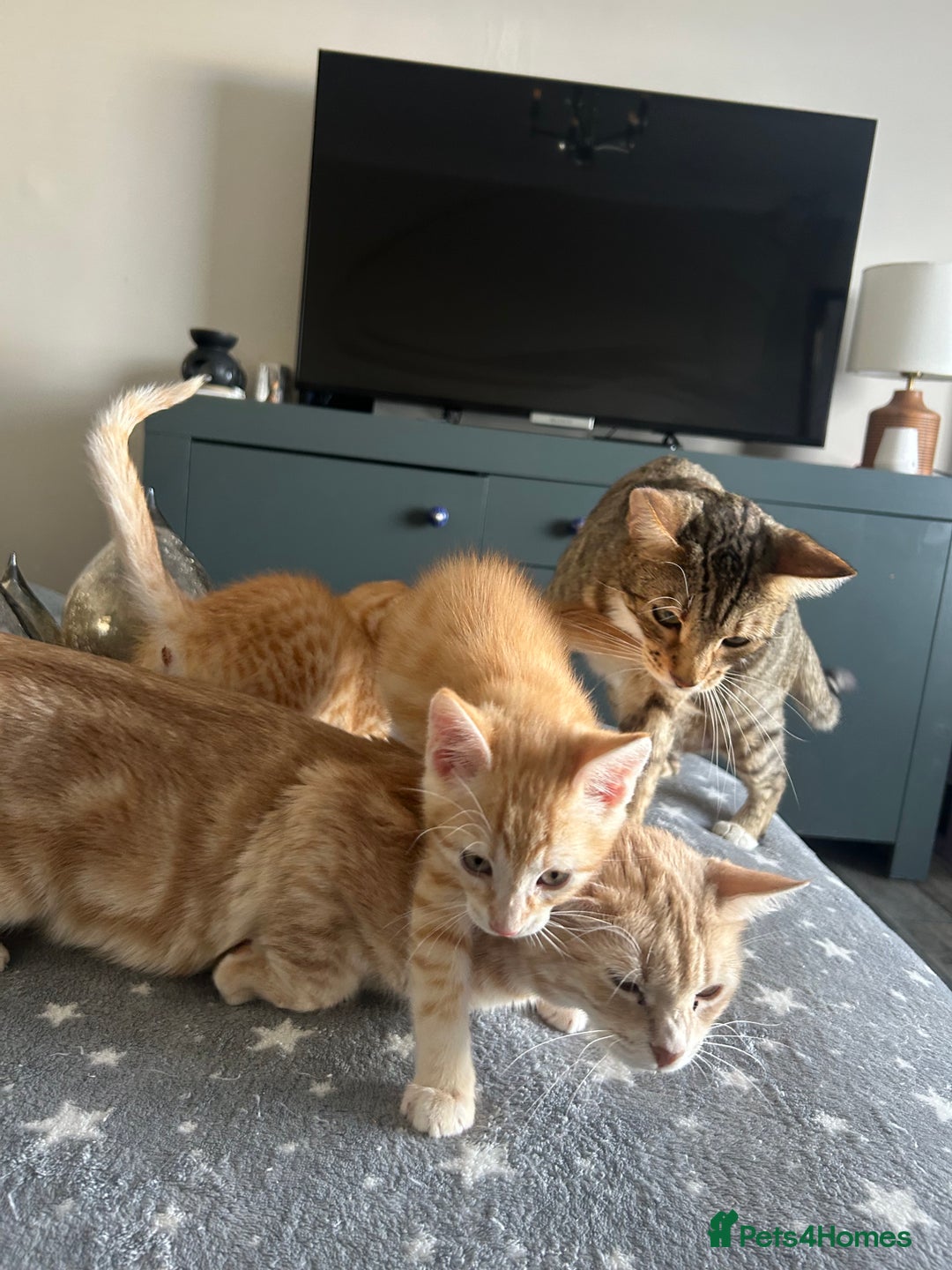 Mixed Breed cats for sale: Stunning Bengal Kittens - Advert 5