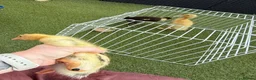 Ducks poultry for sale: 🦆🦆Ducklings for sale 🦆🦆 in Wigston - Advert 12