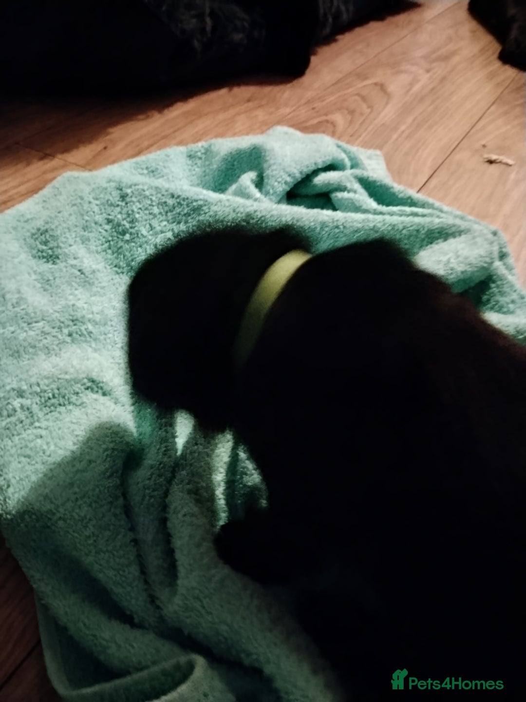 Labrador Retriever dogs for sale: Beautiful Golden and Black Labs - Advert 29