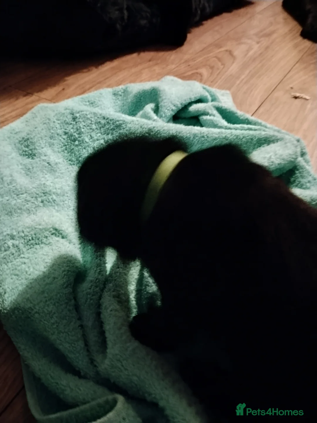 Labrador Retriever dogs for sale: 6 Yellow/Black Labrador Retrievers - Advert 29