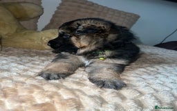 German Shepherd dogs for sale: 🏆quality KC registered long haired GSD pups🏆 - Image 18