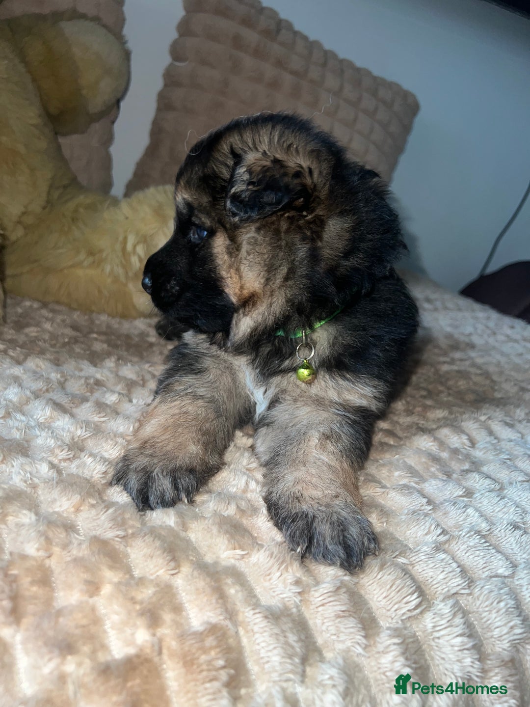German Shepherd dogs for sale: 🏆quality KC registered long haired GSD pups🏆 - Image 18