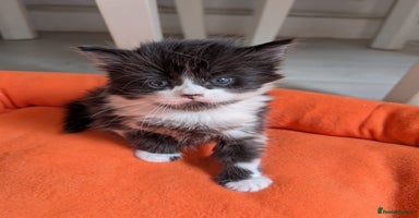 Mixed Breed cats - Advert 12