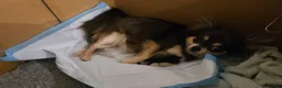 Chihuahua dogs for sale: Longhaired Blue Chihuahua pups - Advert 7