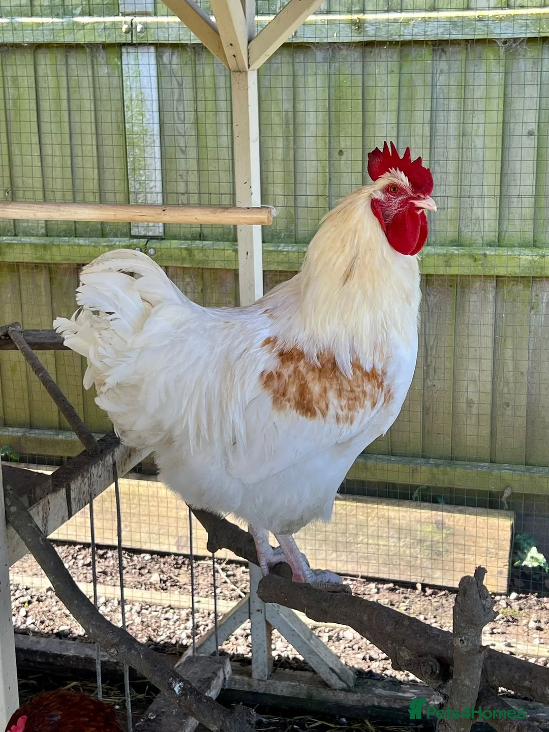 Chickens poultry for sale: Cockerel with blue egg gene  in Wisbech - Advert 1