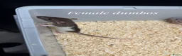 Rat rodents for sale: Mixed sex dumbo rats - Advert 2