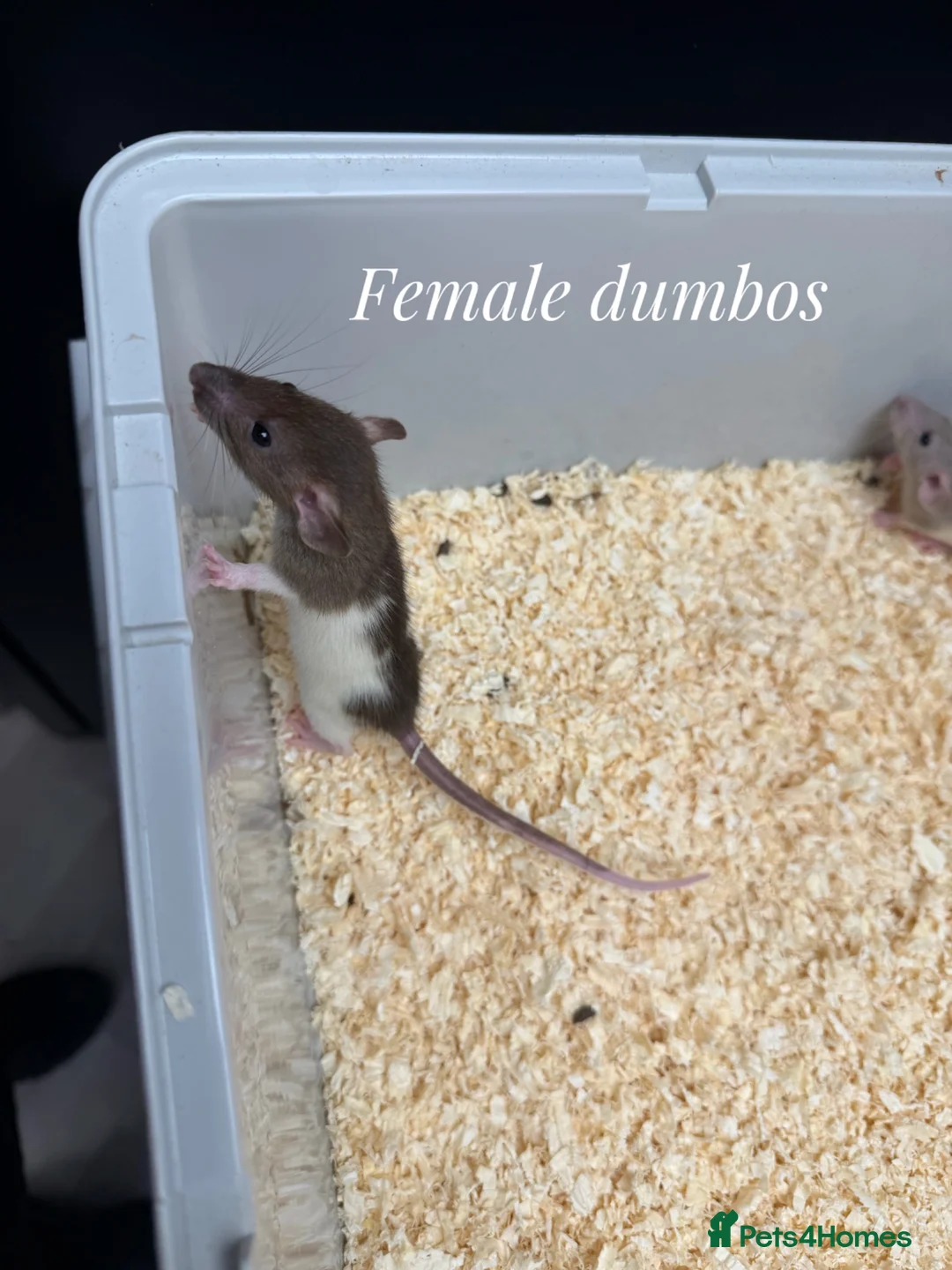 Rat rodents for sale: Mixed sex dumbo rats - Advert 2