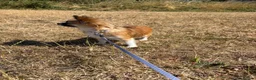 Chihuahua dogs for sale: Stunning Small Chihuahua Female - Advert 2