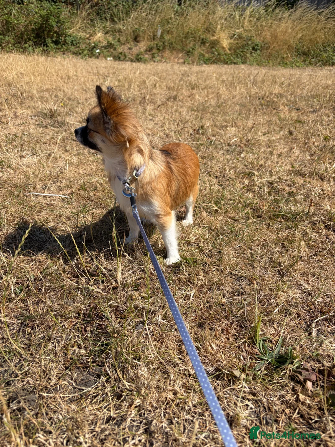Chihuahua dogs for sale: Stunning Small Chihuahua Female - Advert 2