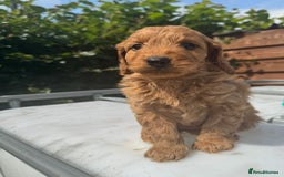 Cockapoo dogs for sale: Cockerpoo  in Carmarthen - Image 10