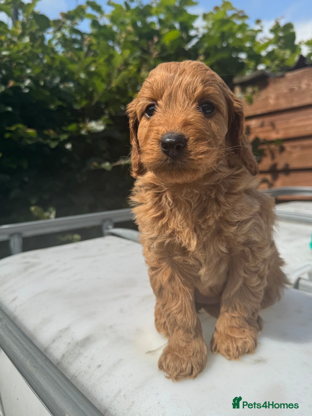 Cockapoo dogs for sale: Cockerpoo  in Carmarthen - Image 10