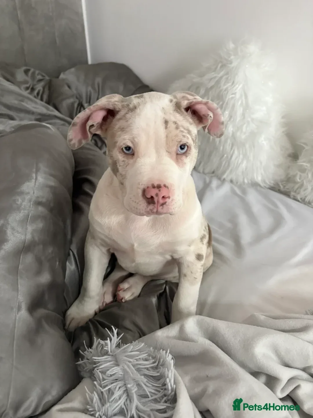 American Bully dogs for sale: Pocket bully champagne mearl rare color  - Advert 1