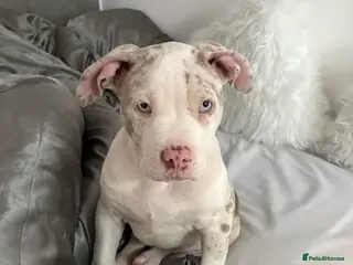 American Bully dogs Pocket bully champagne mearl rare color - Advert 1