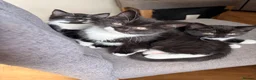 Mixed Breed cats for sale: Adorable Mixed Breed Kittens  - Advert 1