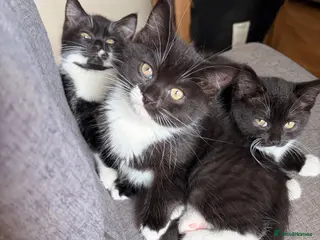 Mixed Breed cats Adorable Mixed Breed Kittens - Advert 1