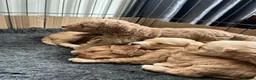 Cockapoo dogs for sale: Cockapoos in Bodmin - Advert 2