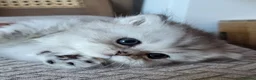 Munchkin cats for sale: Exceptional Quality & Extremely Rare Minuets - Advert 21